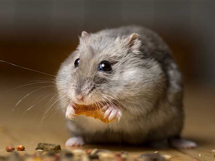 CHO细胞（中国仓鼠卵巢细胞）