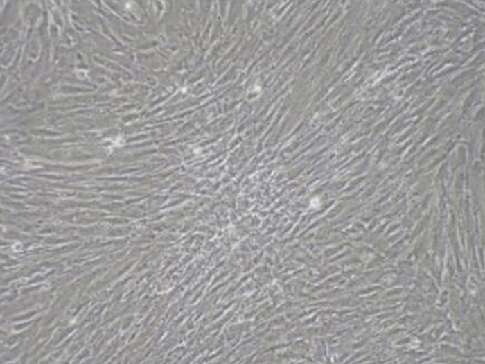 原代细胞（primary culture cell）