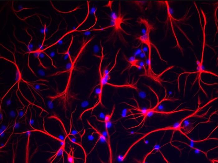 星形胶质细胞（Astrocyte）